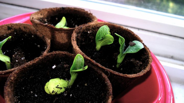 squash seedlings